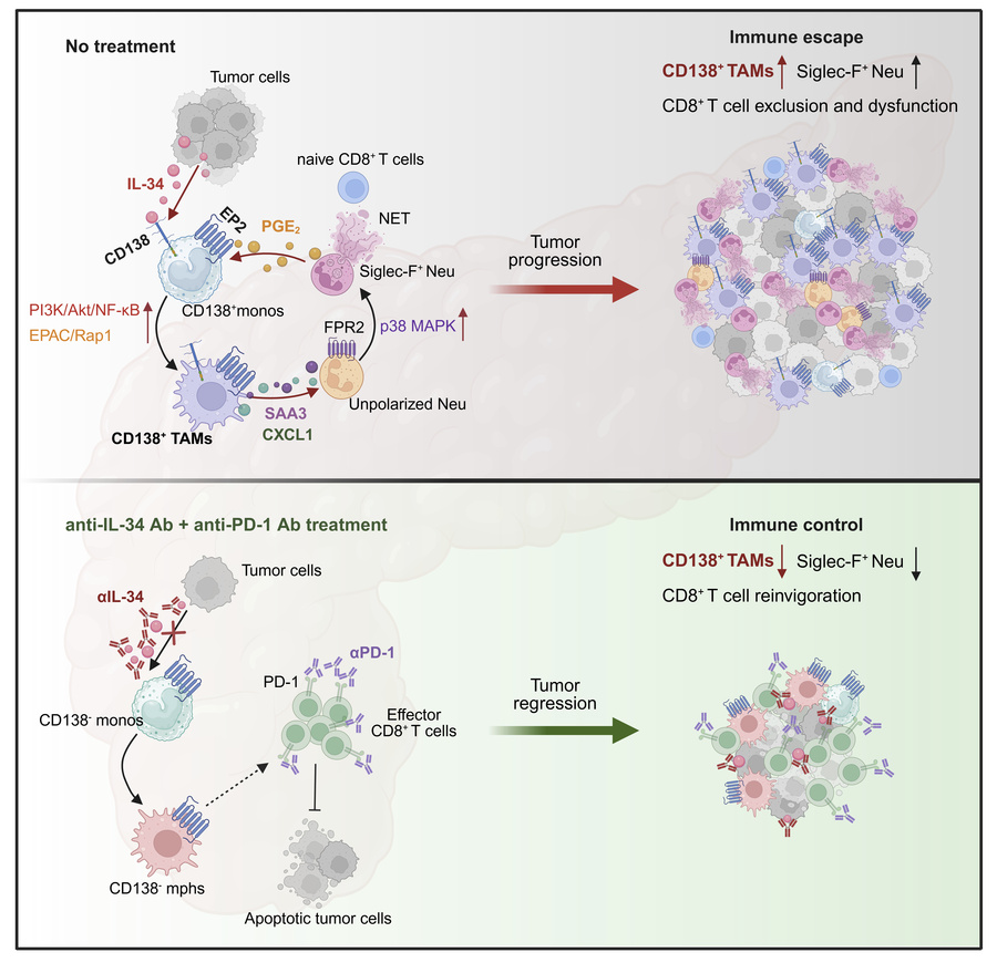 graphical abstract