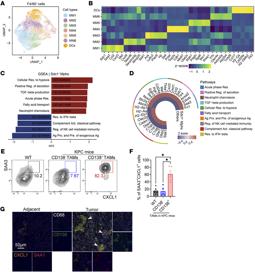 The CD138+ TAM subset exhibits proinflammatory and neutrophil-chemotacti...