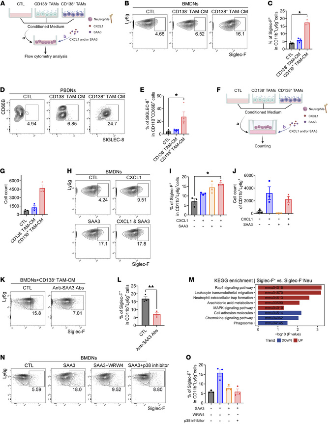 CD138+ TAMs promote the polarization and migration of Siglec-F+ neutroph...