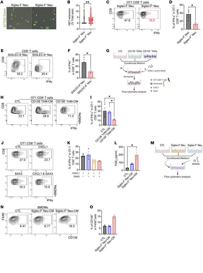 A feed-forward loop between CD138+ TAMs and Siglec-F+ neutrophils drives...