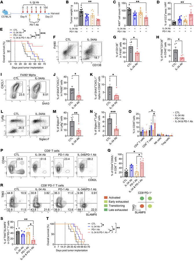 Anti–IL-34 antibodies abrogate tumor progression and enhance responses t...