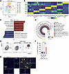 The CD138+ TAM subset exhibits proinflammatory and neutrophil-chemotactic a
