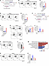 CD138+ TAMs promote the polarization and migration of Siglec-F+ neutrophils