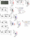 A feed-forward loop between CD138+ TAMs and Siglec-F+ neutrophils drives tu