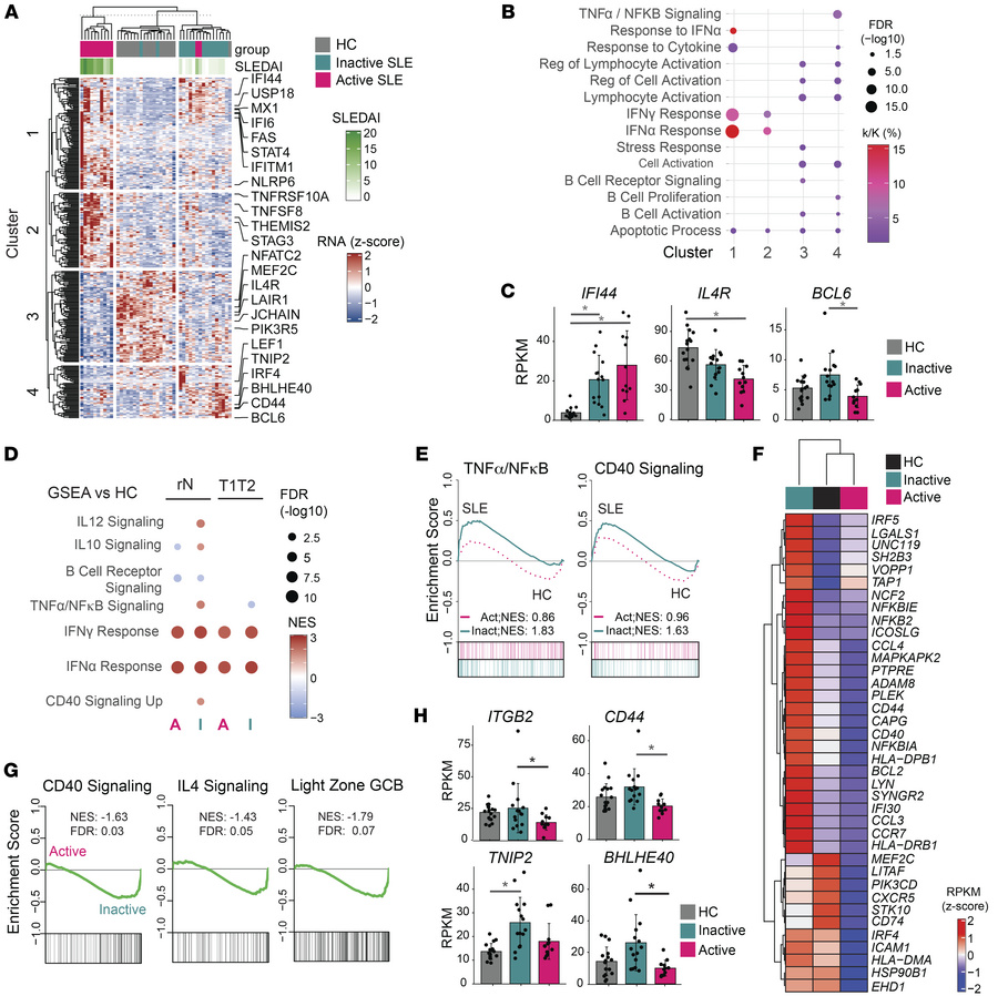 Cytokine and CD40 signaling gene expression in rN inactive SLE.
(A) Heat...