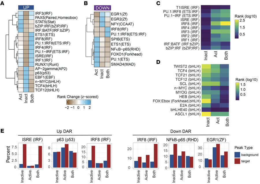 IRF and NFAT family factor motifs are enriched in shared elements of ina...