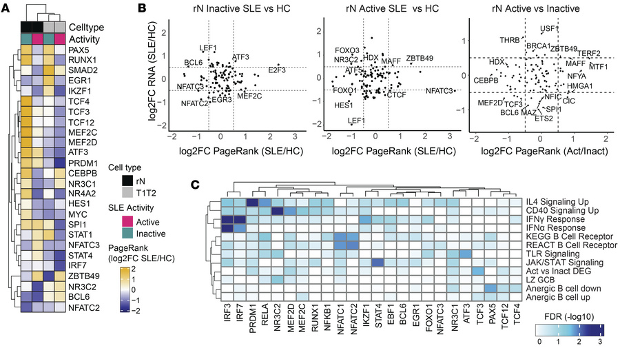 MEF2 and E2A/E2-2 regulate inactive SLE gene expression programs.
(A) He...