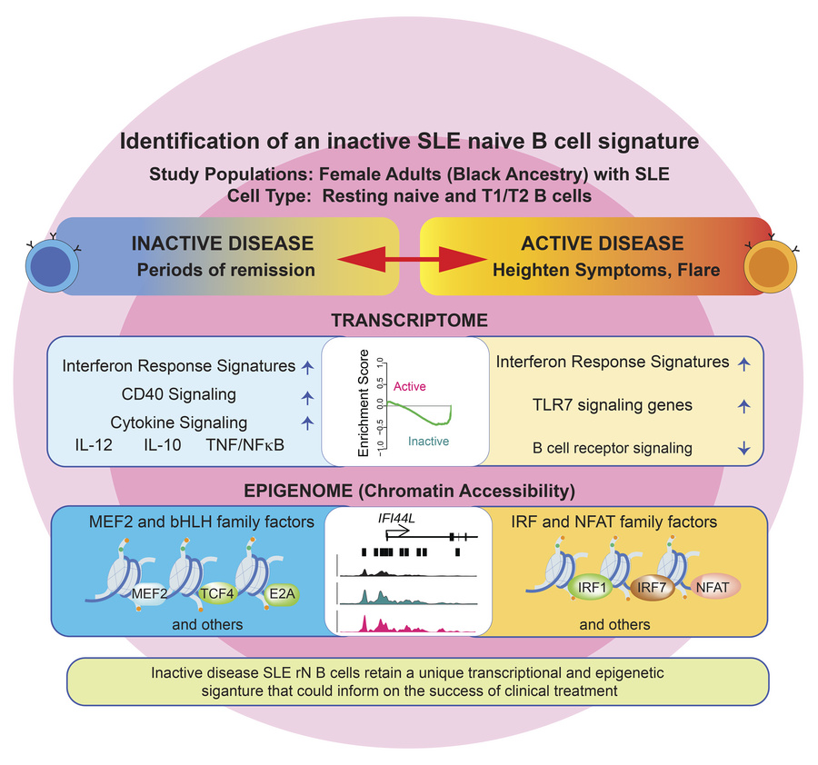 graphical abstract