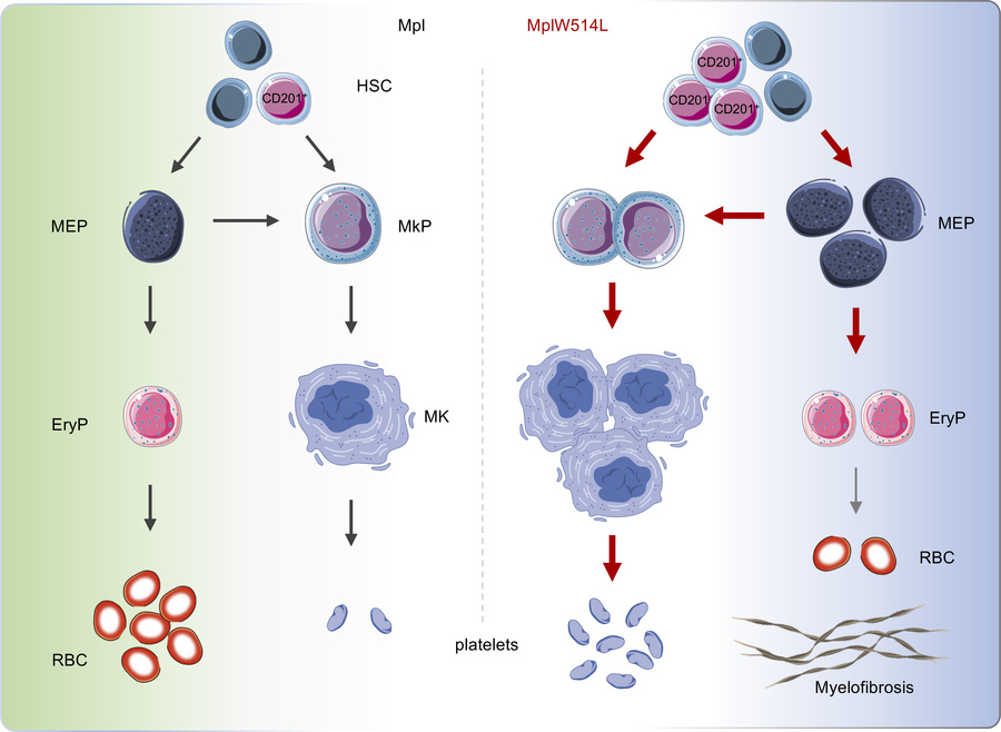 graphical abstract