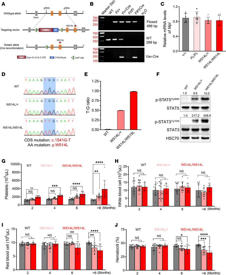 MplW514L knock-in mice manifested an ET-related MPN phenotype.
(A) Schem...