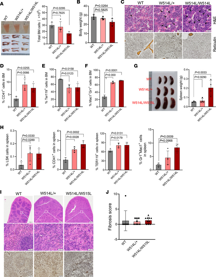 Aged MplW514L mice progressed to myelofibrosis.
(A) Schematic of mouse f...