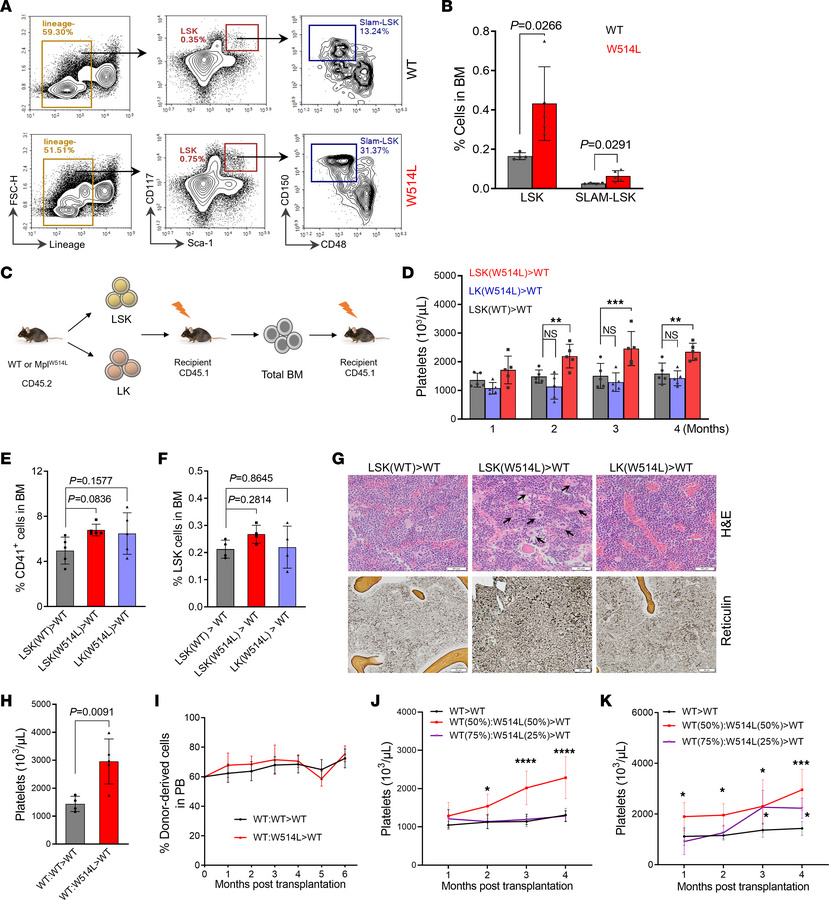 MplW514L-driven MPN-initiating cells are enriched in the HSC-containing ...