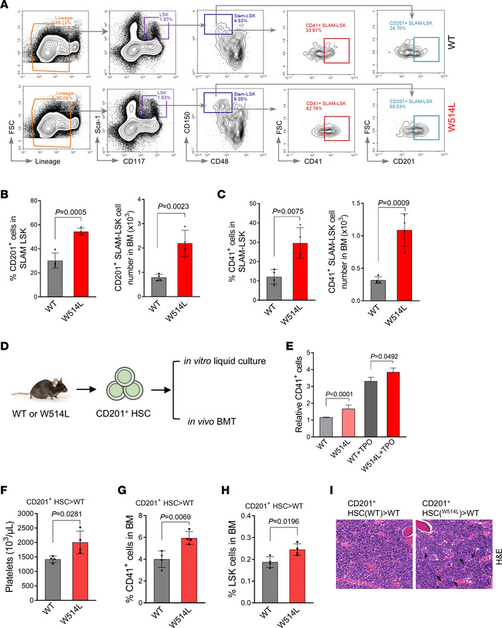MplW514L mutation drove the expansion of CD201+ HSCs to initiate MPN.
(A...
