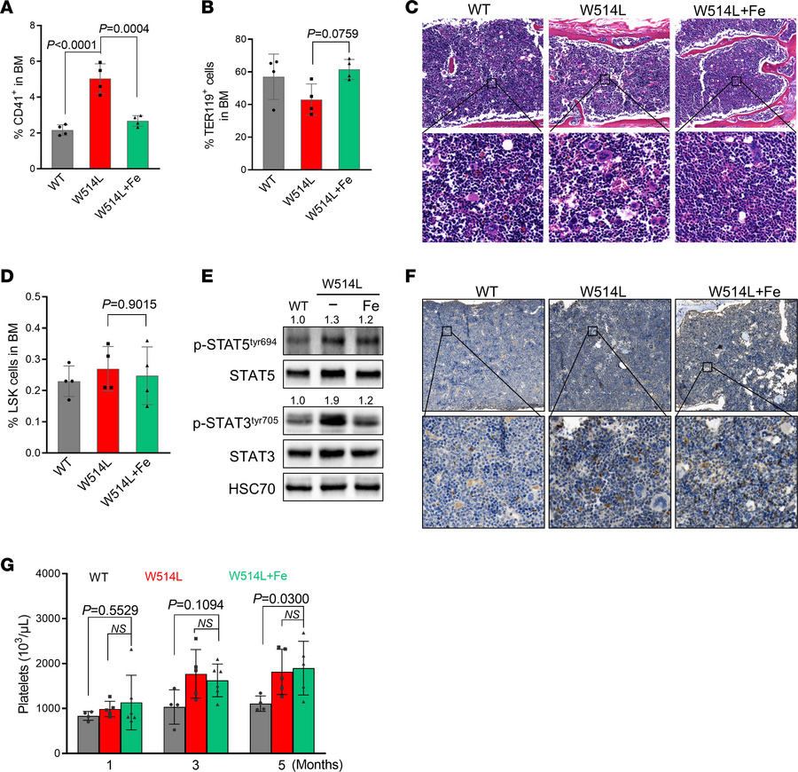 Fedratinib alleviated MPN features in MplW514L mice but failed to elimin...