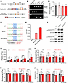 MplW514L knock-in mice manifested an ET-related MPN phenotype.