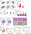 MplW514L-driven MPN-initiating cells are enriched in the HSC-containing LSK