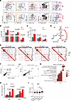 MplW514L mice exhibited megakaryocytic skewing in the myeloid progenitor co