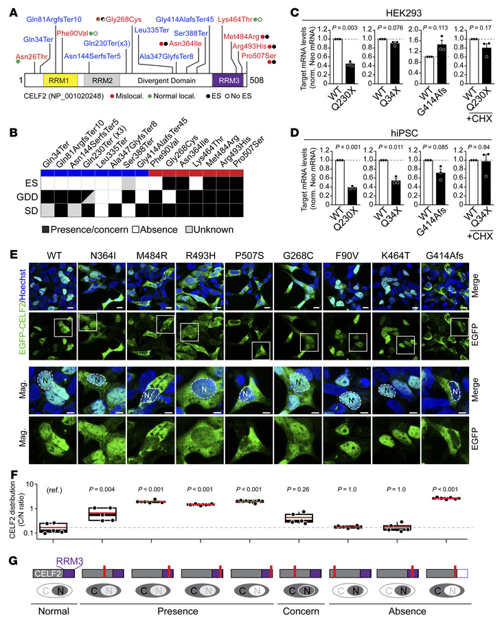 CELF2 missense variants causing CELF2 mislocalization are associated wit...