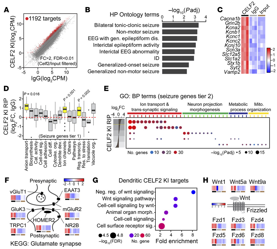 CELF2 mutant in the cytoplasm binds mRNAs of seizure-related genes and r...