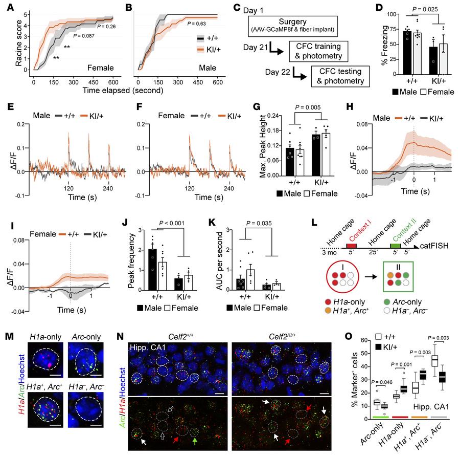 Neuronal hyperactivity caused by CELF2 mislocalization elevates seizure ...