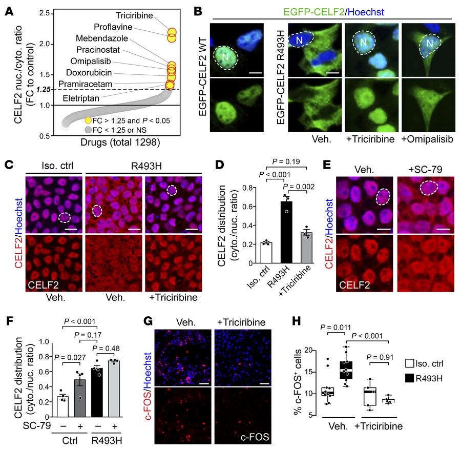High-throughput drug screening identifies AKT signaling as a regulator o...