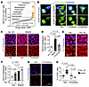 High-throughput drug screening identifies AKT signaling as a regulator of C