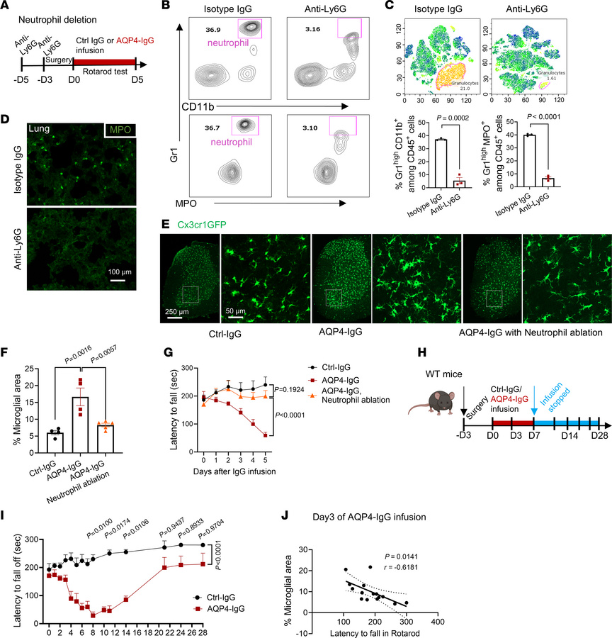 Microglial activation and motor impairment by AQP4-IgG requires CNS-infi...