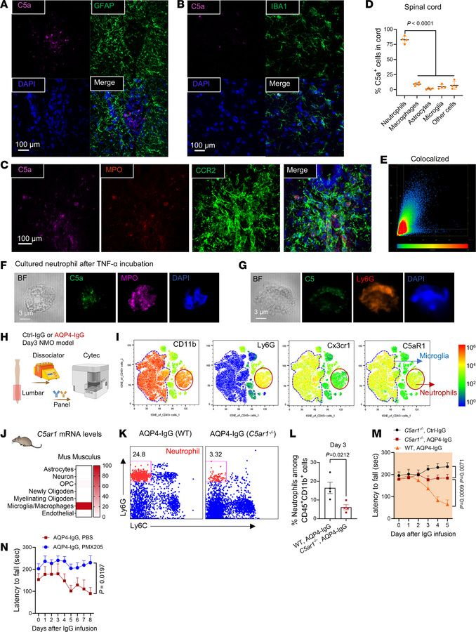 Neutrophil-derived C5a enhances NET production and activates microglia v...