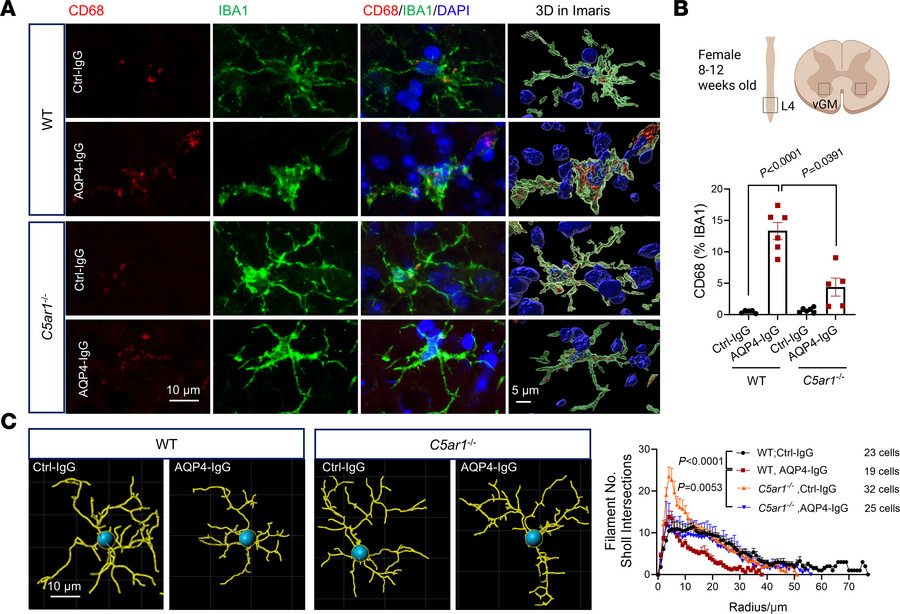 
C5ar1 deficiency abrogates downstream microglial activation response to...