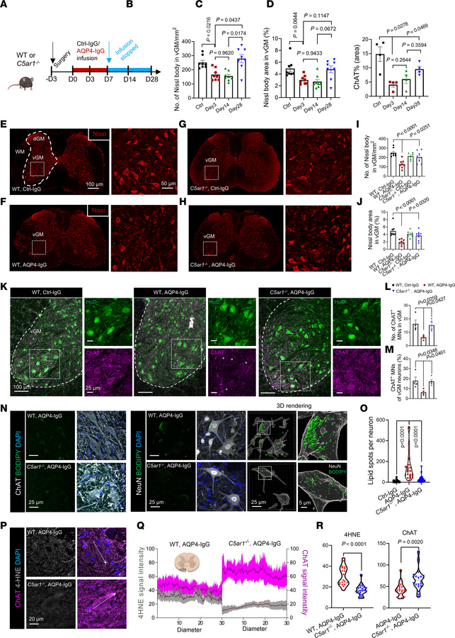 
C5ar1 deficiency ameliorates neuronal dysfunction and lipid droplet acc...