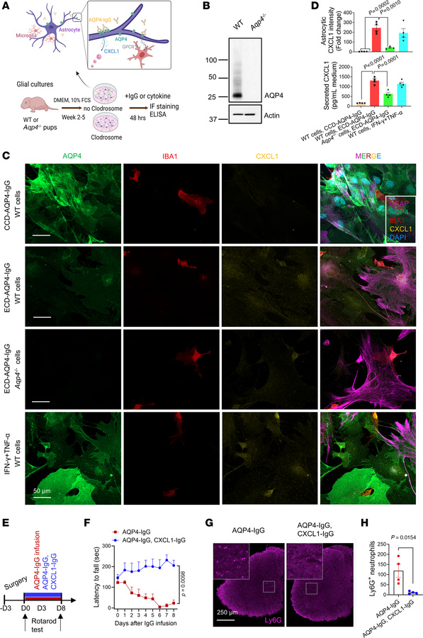 Microglia are required for pathogenic AQP4-IgG to upregulate CXCL1 in cu...