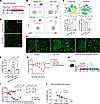 Microglial activation and motor impairment by AQP4-IgG requires CNS-infiltr