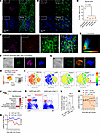 Neutrophil-derived C5a enhances NET production and activates microglia via