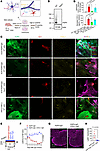 Microglia are required for pathogenic AQP4-IgG to upregulate CXCL1 in cultu