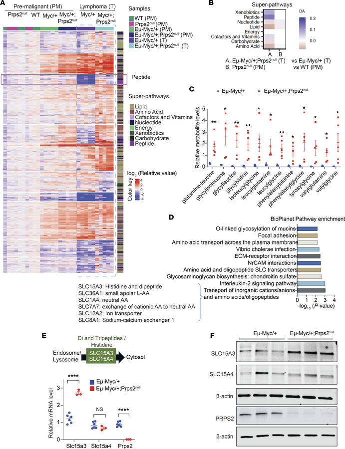 Genetically antinucleotide-resistant lymphoma specifically upregulates d...
