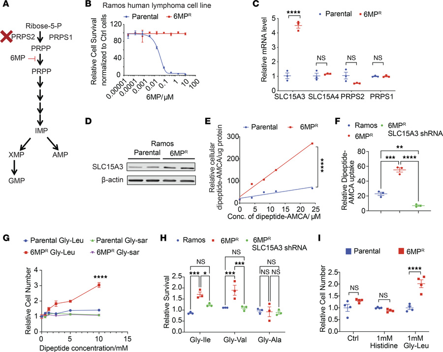 6MP-resistant human lymphomas upregulate SLC15A3 and dipeptide uptake.
(...