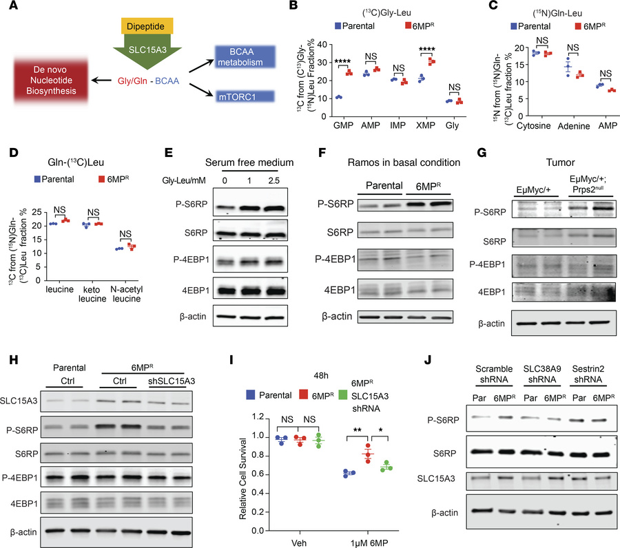 Elevated dipeptides are associated with enhanced mTORC1 activation in re...