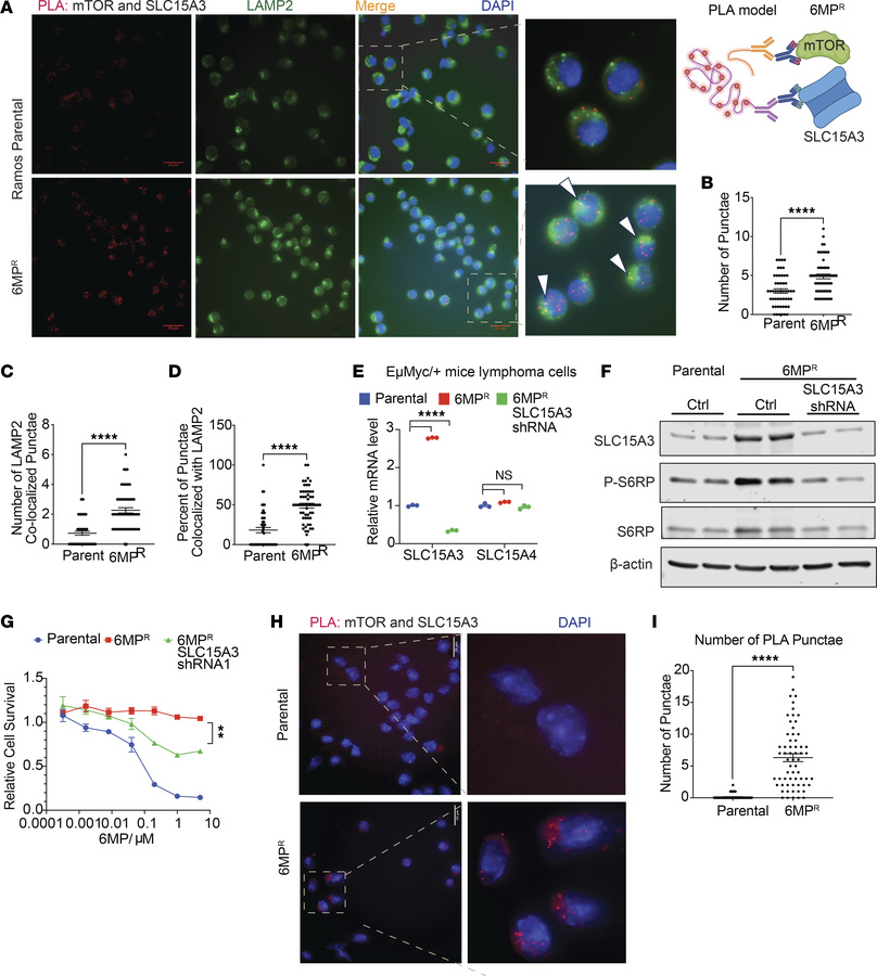 SLC15A3 colocalizes with mTOR in 6MP-resistant lymphoma.
(A) Representat...
