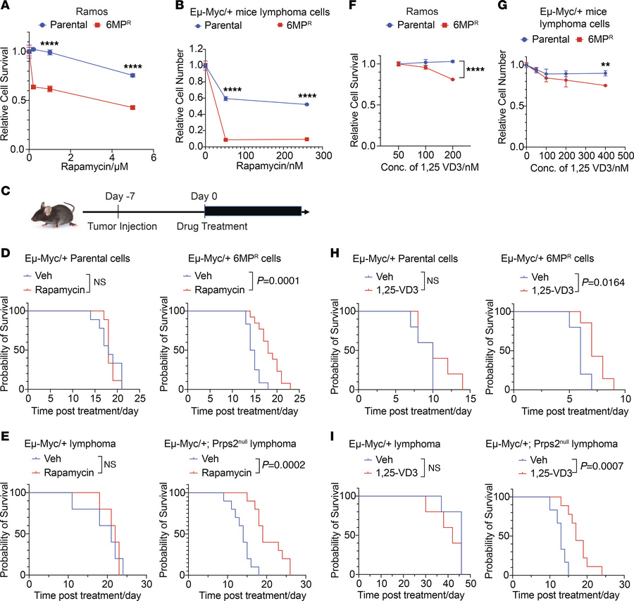 Resistant lymphomas are more sensitive to rapamycin and active VD3.
(A) ...