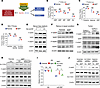 Elevated dipeptides are associated with enhanced mTORC1 activation in resis