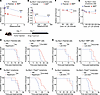 Resistant lymphomas are more sensitive to rapamycin and active VD3.