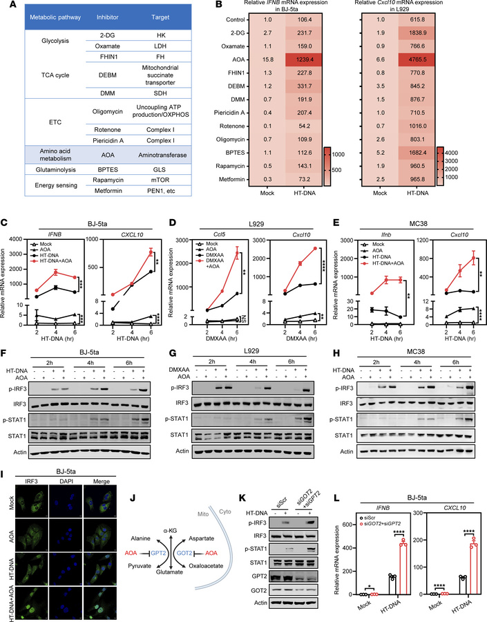 The aminotransferase inhibitor AOA amplifies cGAS-STING signaling.
(A) O...