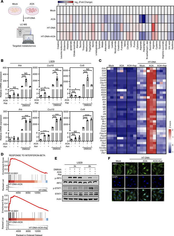 AOA augments cGAS-STING–mediated IFN response by inducing aspartate defi...