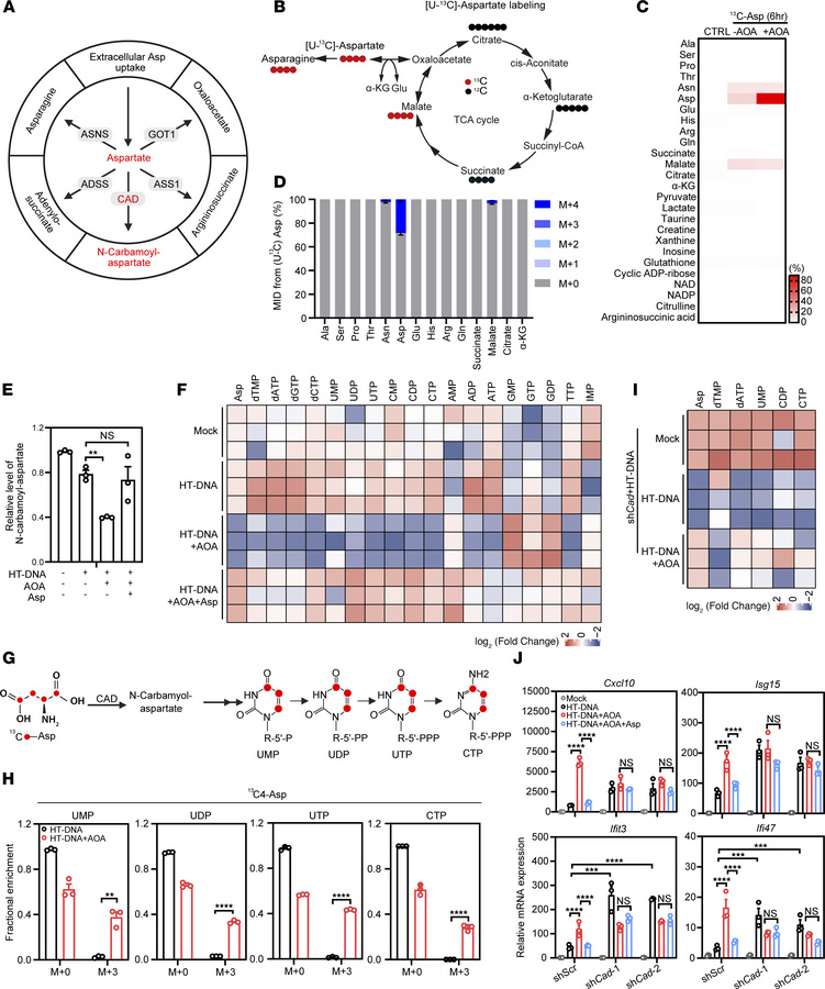 AOA amplifies IFN response via disrupting aspartate-dependent pyrimidine...