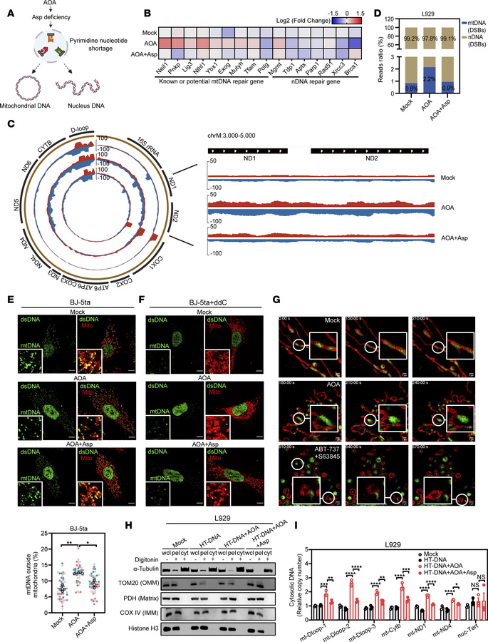 Aspartate deficiency induces mtDNA DSBs, leading to its release into the...