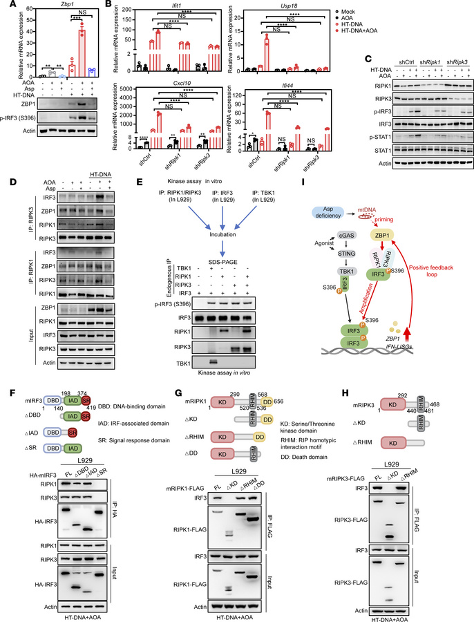 AOA prolongs IRF3 phosphorylation via the ZBP1–RIPK1/3 axis.
(A) L929 ce...