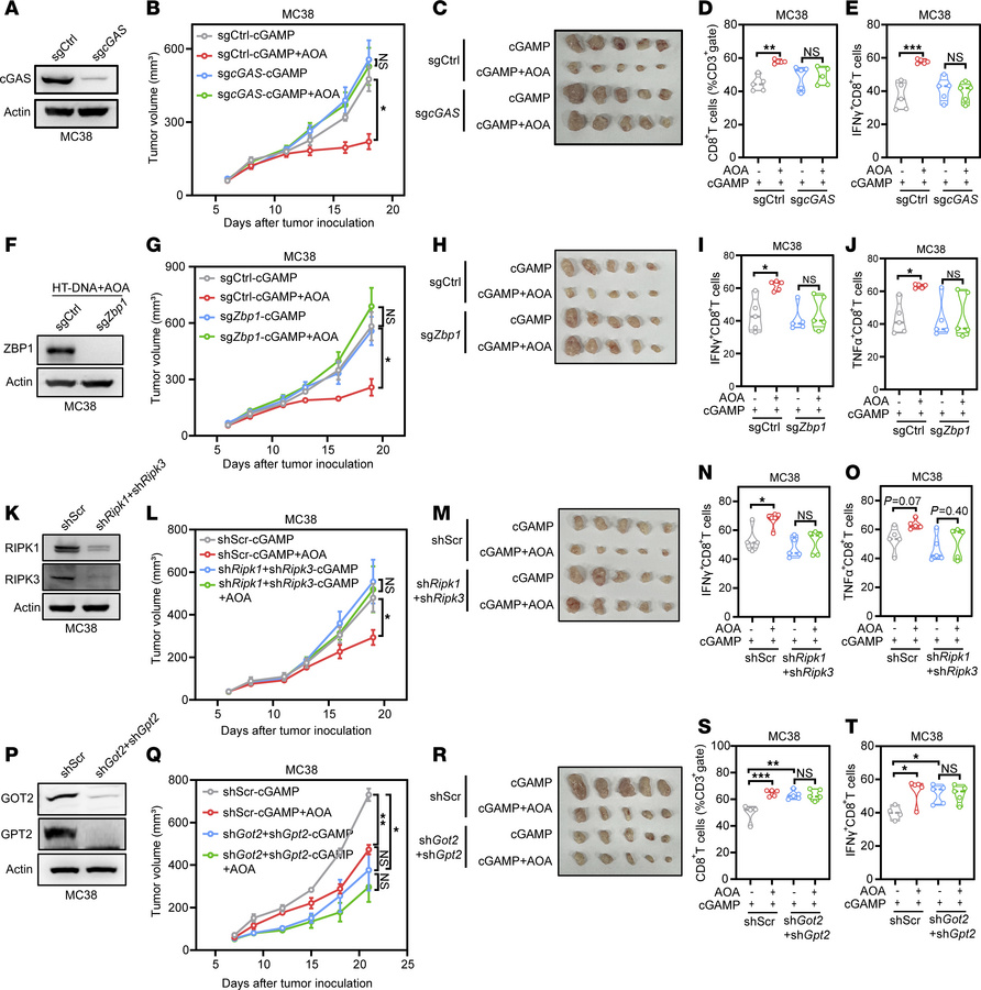 cGAS–ZBP1–RIPK1/3 axis and GOT2/GPT2 are essential for cGAMP+AOA–induced...