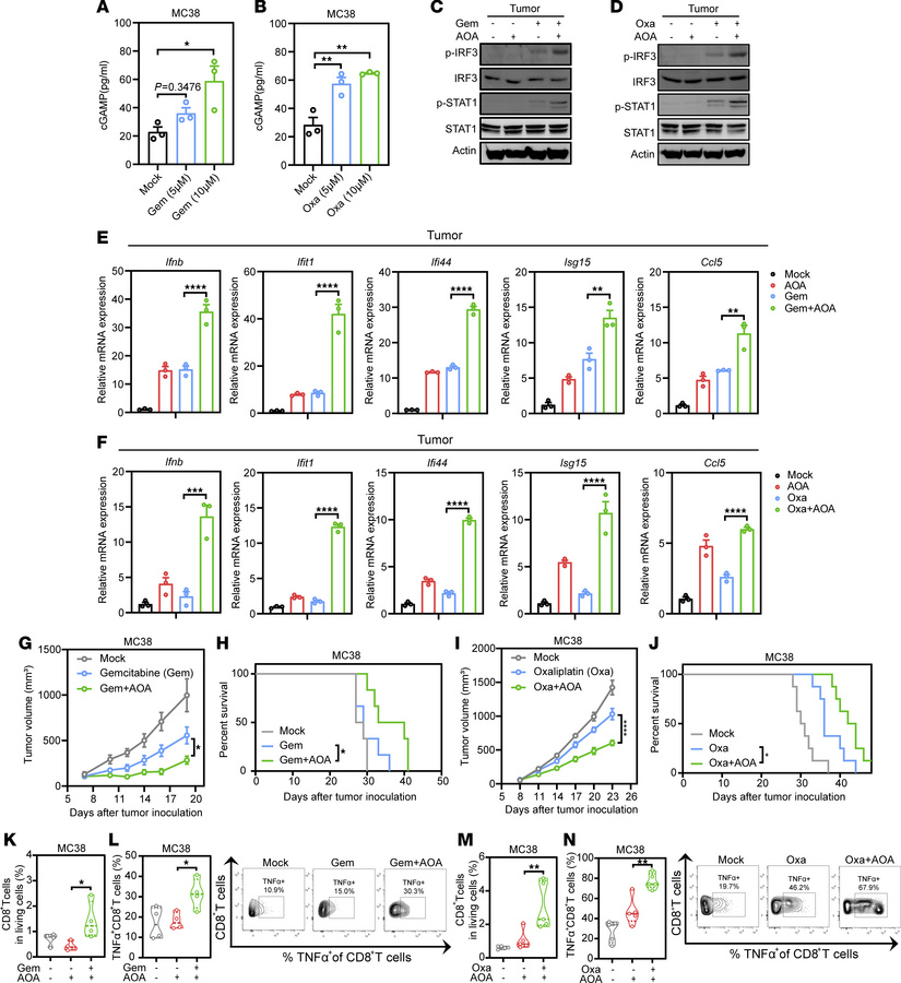 AOA synergizes with chemotherapy-mediated antitumor immunity.
(A and B) ...