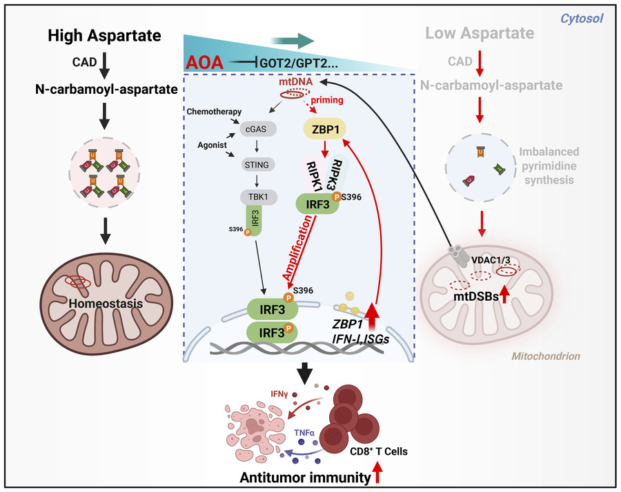 graphical abstract