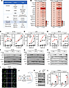 The aminotransferase inhibitor AOA amplifies cGAS-STING signaling.